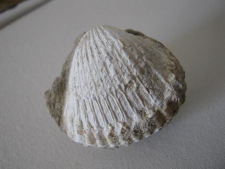 Acanthocardia ....?